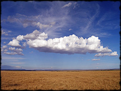 Goldenes Gras und blauer Himmel